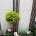 黄金香柳袋苗可用于园林工程绿化全国各地可发货