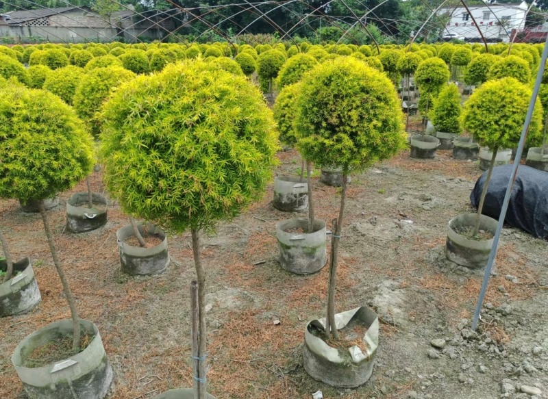 黄金香柳袋苗可用于园林工程绿化全国各地可发货