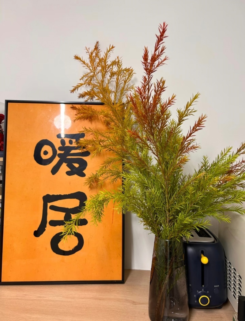 黄金香柳袋苗可用于园林工程绿化全国各地可发货