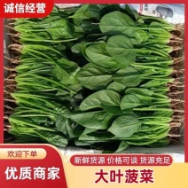 【菠菜】大叶菠菜大量供应产地直发对接各大市场电商