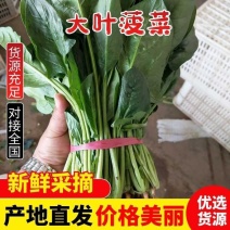 【大叶菠菜】河南菠菜大量供应供应各大超市电商欢迎咨询