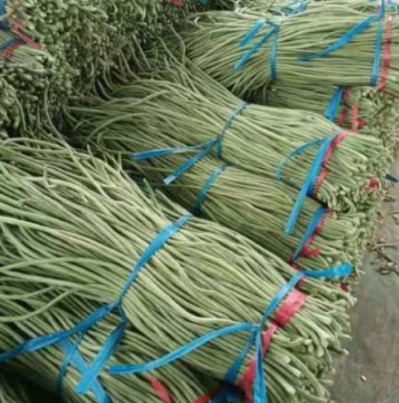 【热销】精品长豆角大量上市一手货源，对接全国诚信经营