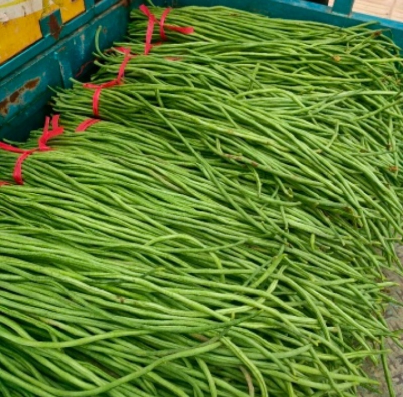 【热销】精品长豆角大量上市一手货源，对接全国诚信经营