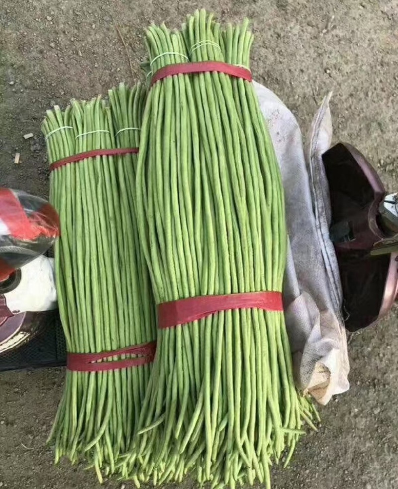 【热销】精品长豆角大量上市一手货源，对接全国诚信经营