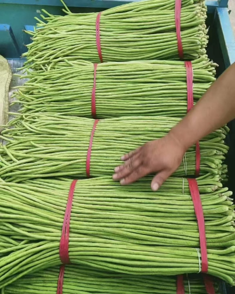【热销】精品长豆角大量上市一手货源，对接全国诚信经营