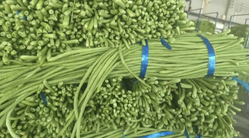 【热销】精品长豆角大量上市一手货源，对接全国诚信经营