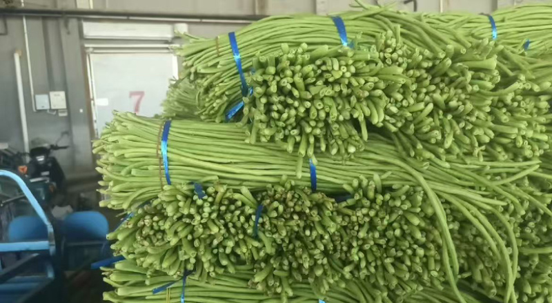 【热销】精品长豆角大量上市一手货源，对接全国诚信经营