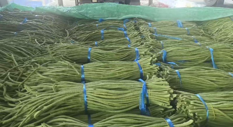 【热销】精品长豆角大量上市一手货源，对接全国诚信经营