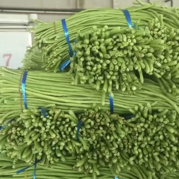 【热销】精品长豆角大量上市一手货源，对接全国诚信经营
