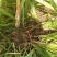 石菖蒲苗
