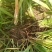 石菖蒲苗