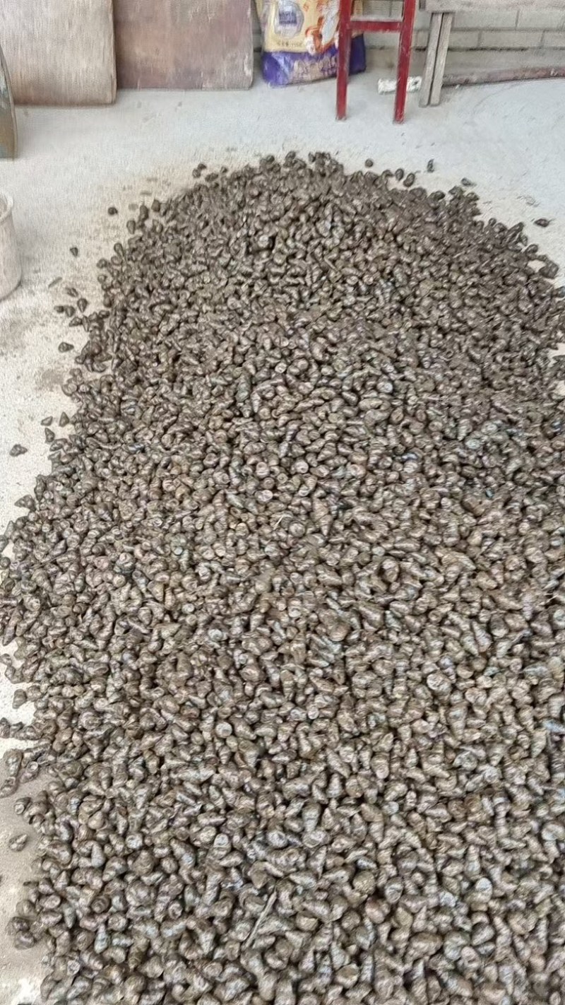 精品手工螺肉，货量充足，产地直发，诚信经营