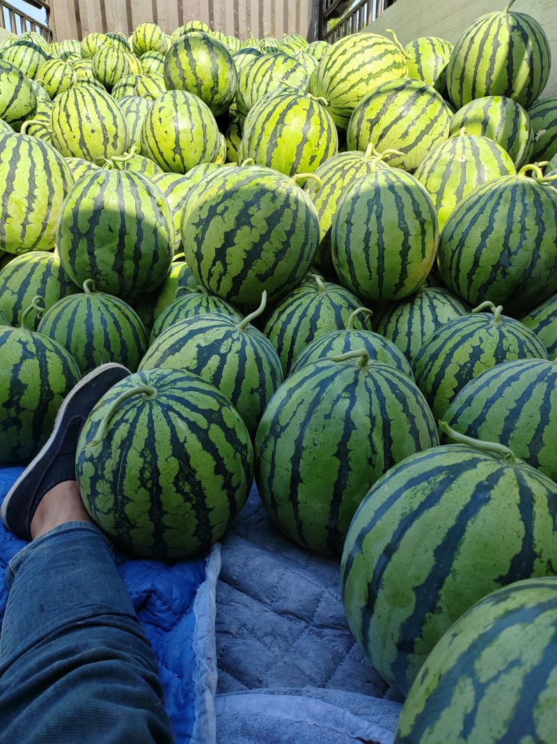 陕西冰糖麒麟西瓜蒲城无籽美都西瓜一手货源商超电商代发