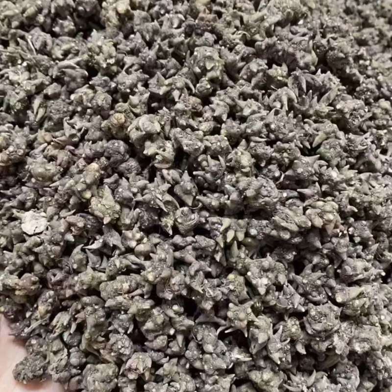 猫爪草