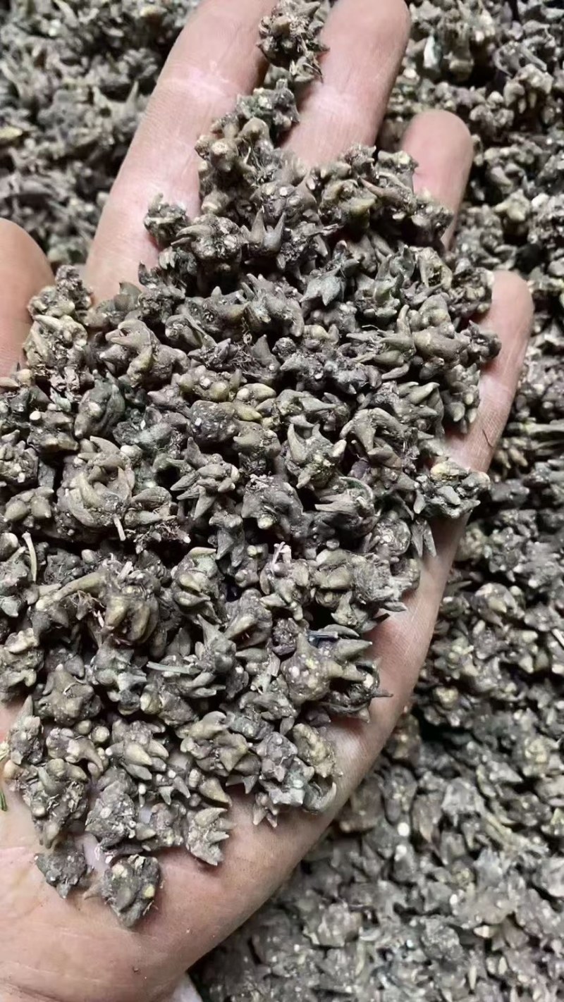 猫爪草