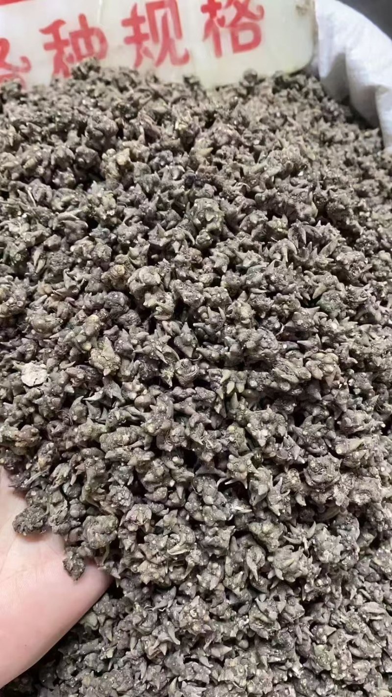 猫爪草