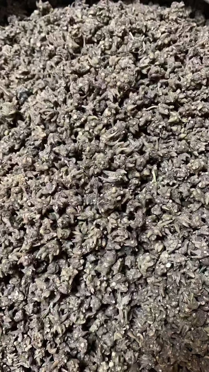 猫爪草