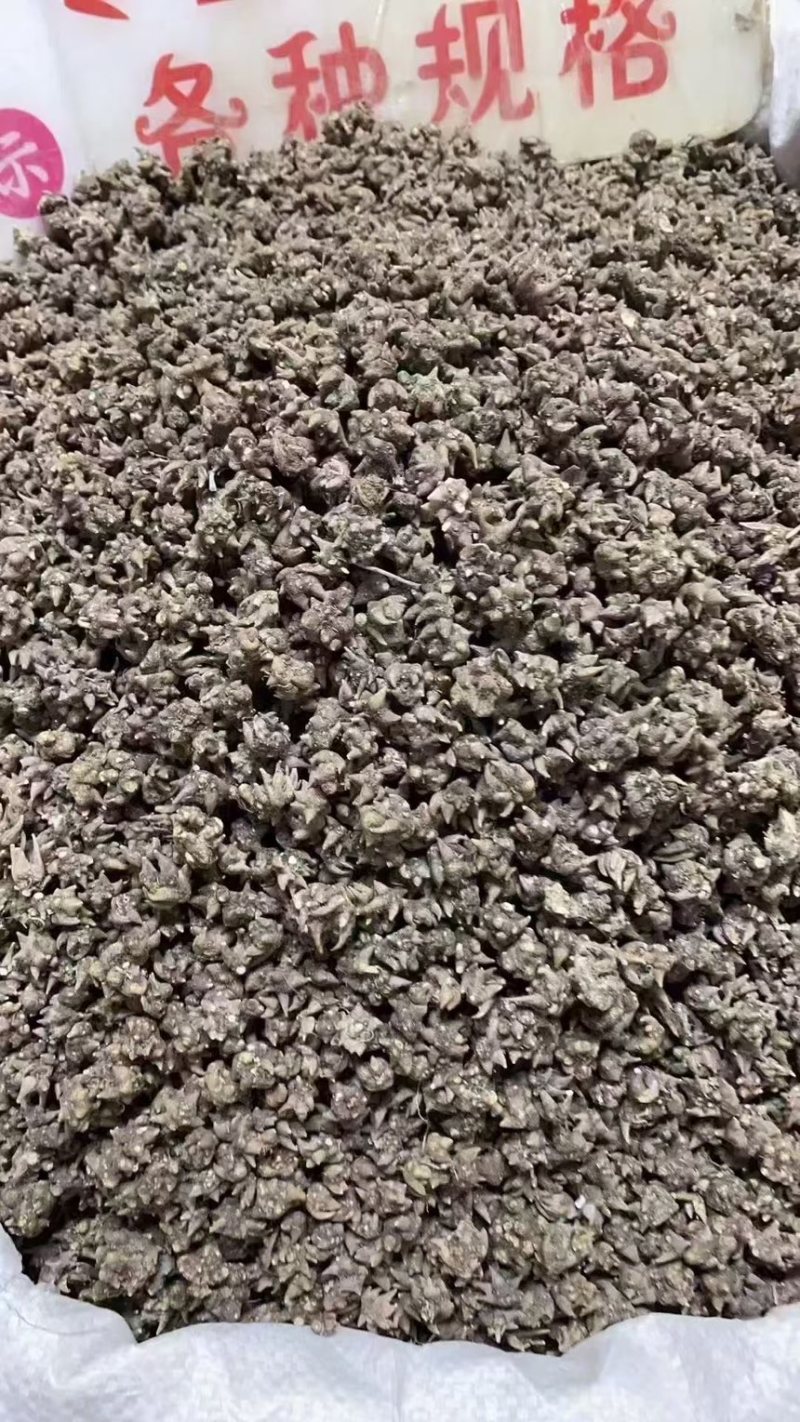 猫爪草