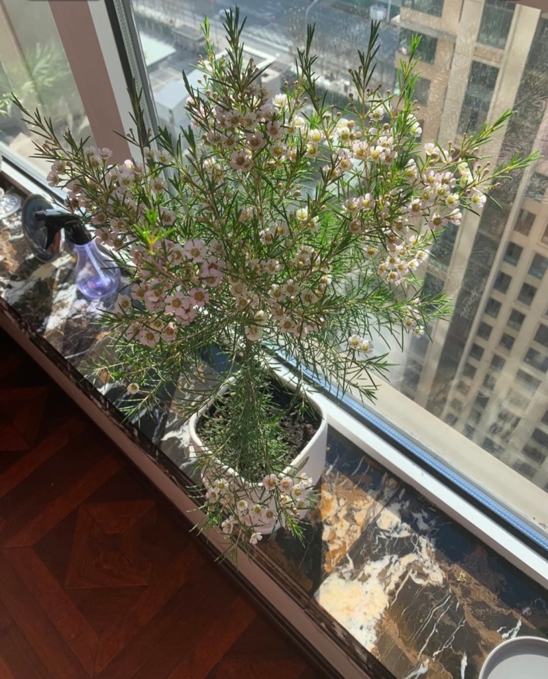 澳洲腊梅袋苗可用于庭院景观绿化全国各地可发货