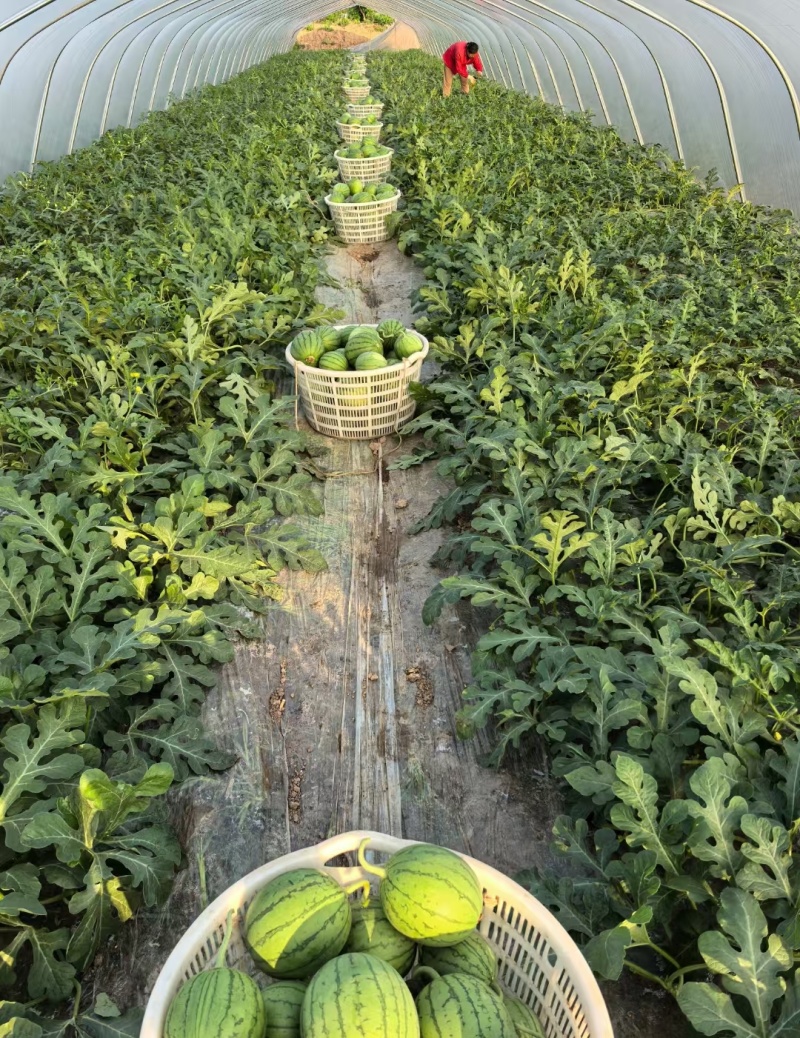 湖北精品西瓜美都麒麟嘉秀大量有货