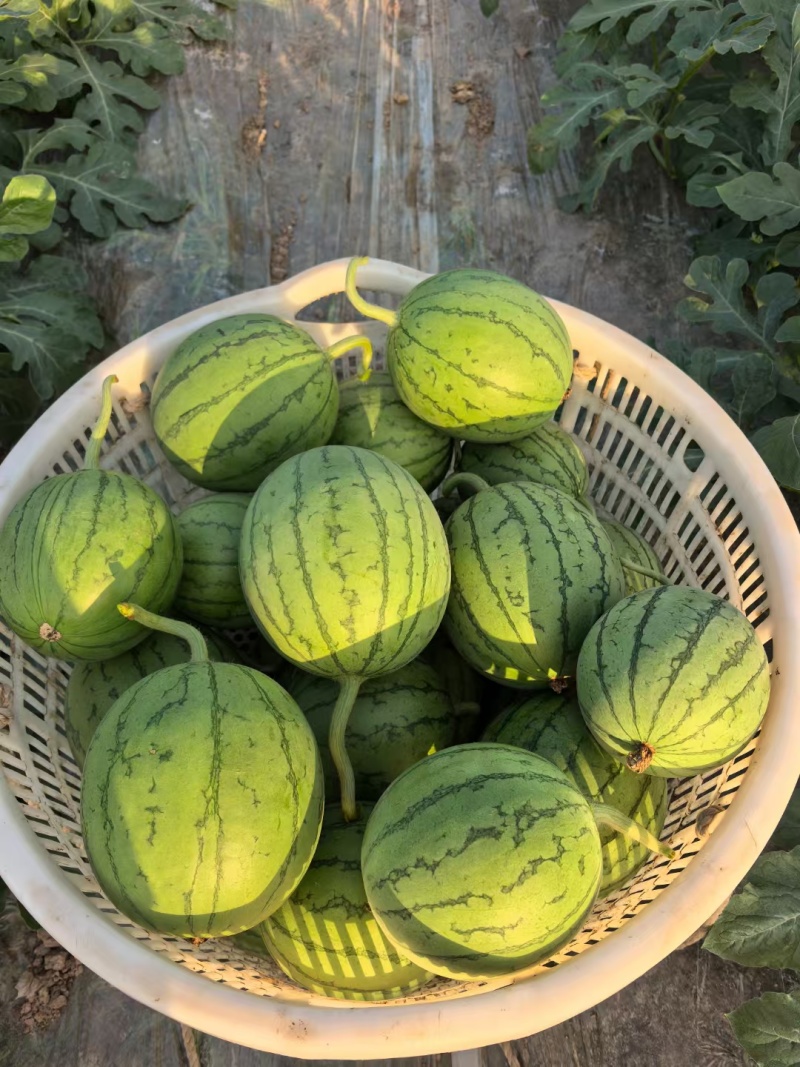 湖北精品西瓜美都麒麟嘉秀大量有货