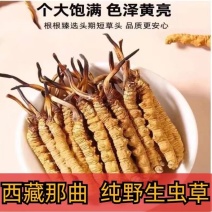 【藏地直批】野生冬虫夏草20根起批西藏高海拔虫草
