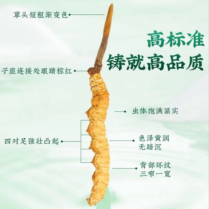 【藏地直批】野生冬虫夏草20根起批西藏高海拔虫草