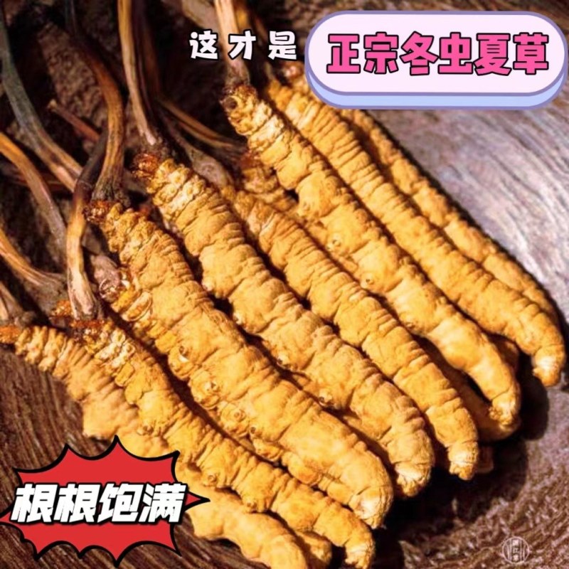 【藏地直批】野生冬虫夏草20根起批西藏高海拔虫草