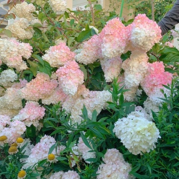 香草草莓袋苗圆锥木绣球可用于园林工程绿化花束全国发