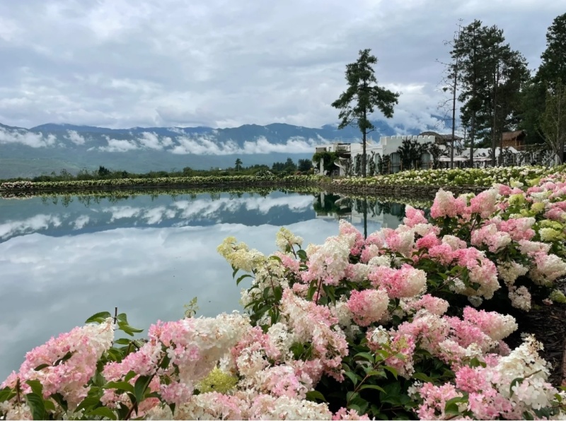 香草草莓袋苗圆锥木绣球可用于园林工程绿化花束全国发