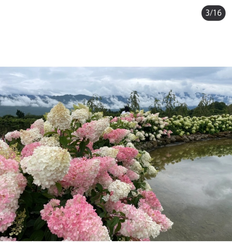 香草草莓袋苗圆锥木绣球可用于园林工程绿化花束全国发