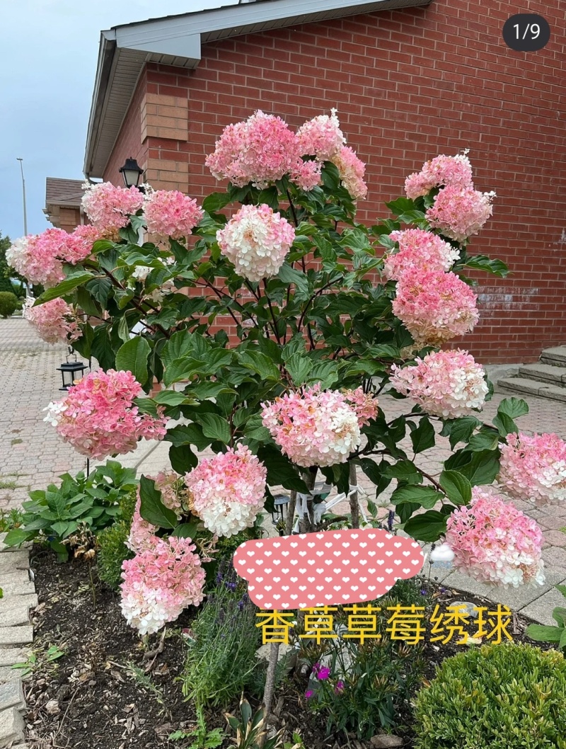 香草草莓袋苗圆锥木绣球可用于园林工程绿化花束全国发
