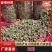 绿珠石斛树珠石斛石斛枫斗野生石斛石斛干条今年新货云南石斛