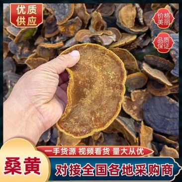 桑黄，野生桑黄，朝鲜桑黄今年新货，品种非常好