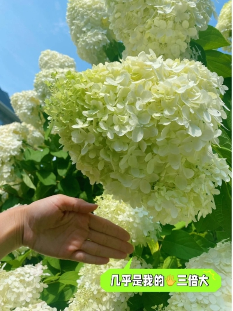 石灰灯圆锥绣球袋苗可用于园林工程绿化花束盆栽全国发