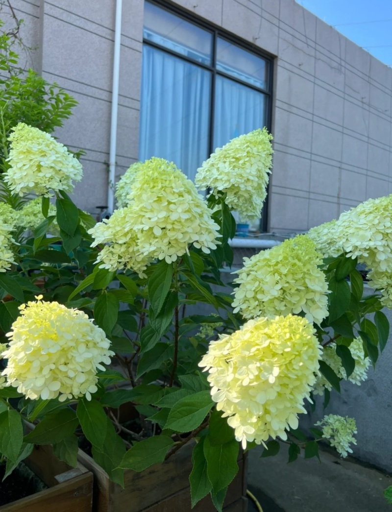 石灰灯圆锥绣球袋苗可用于园林工程绿化花束盆栽全国发