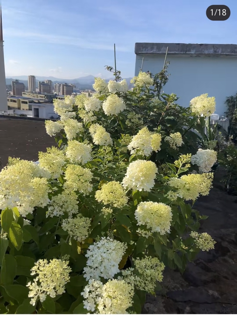 石灰灯圆锥绣球袋苗可用于园林工程绿化花束盆栽全国发