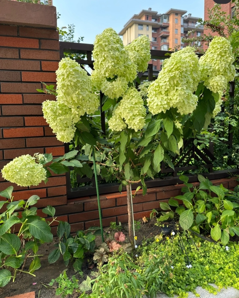 石灰灯圆锥绣球袋苗可用于园林工程绿化花束盆栽全国发