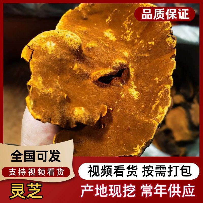 包邮纯野生相思灵芝热带红灵芝新货下山一公斤起包邮