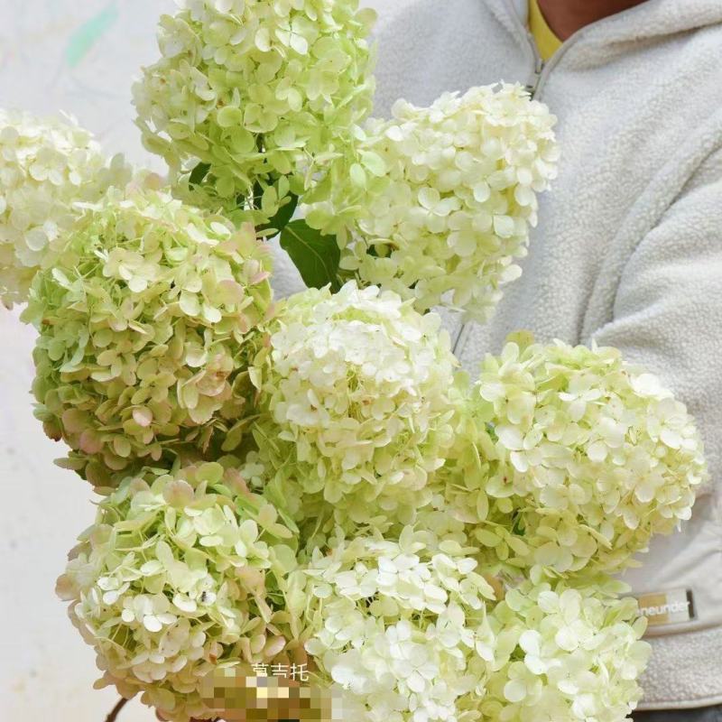 莫吉托圆锥绣球袋苗可用于园林工程绿化花束盆栽全国发