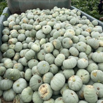 内蒙银栗南瓜，个大饱满，产地直发，品质保证