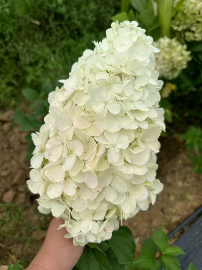 莫吉托圆锥绣球袋苗可用于园林工程绿化花束盆栽全国发