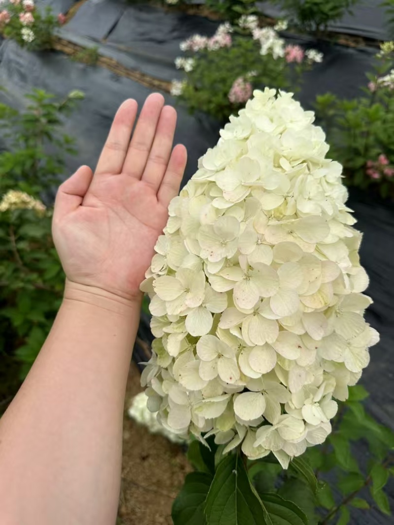 莫吉托圆锥绣球袋苗可用于园林工程绿化花束盆栽全国发