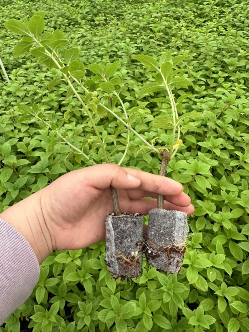 莫吉托圆锥绣球袋苗可用于园林工程绿化花束盆栽全国发