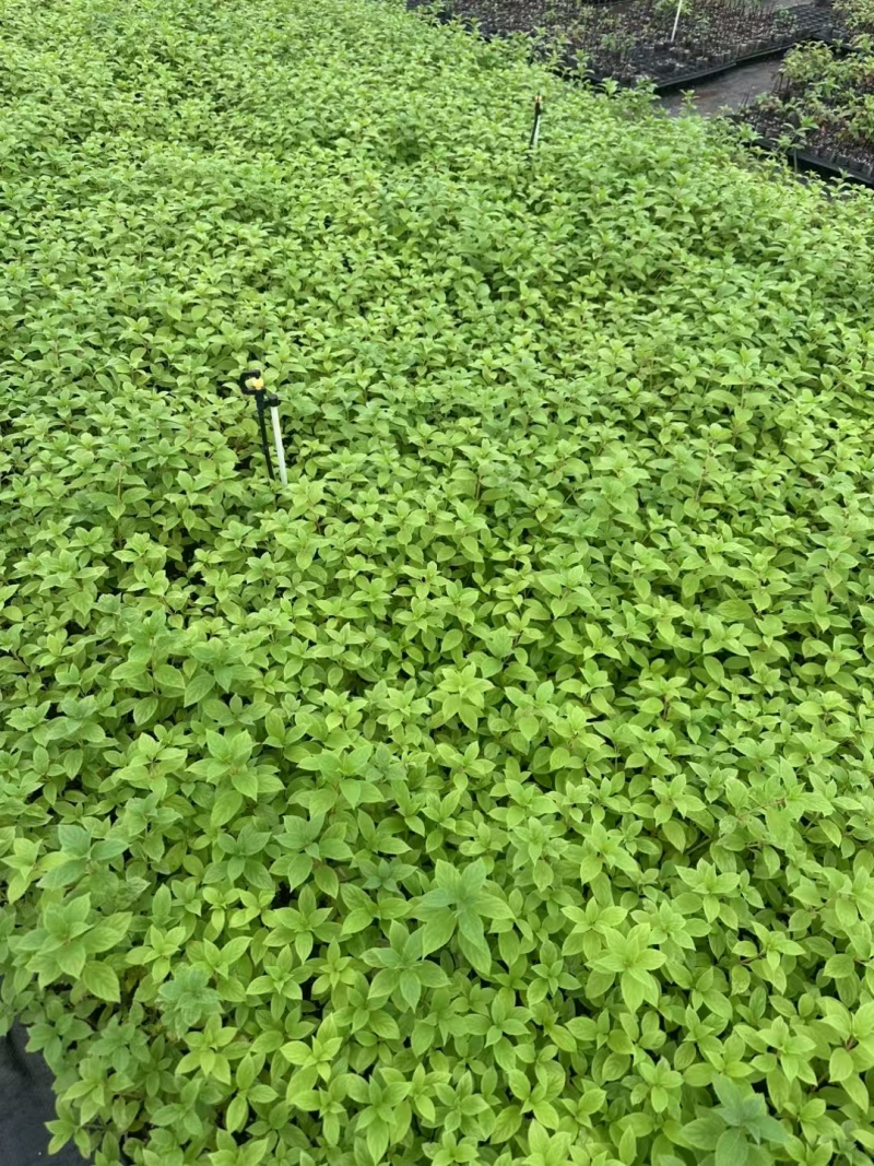 莫吉托圆锥绣球袋苗可用于园林工程绿化花束盆栽全国发
