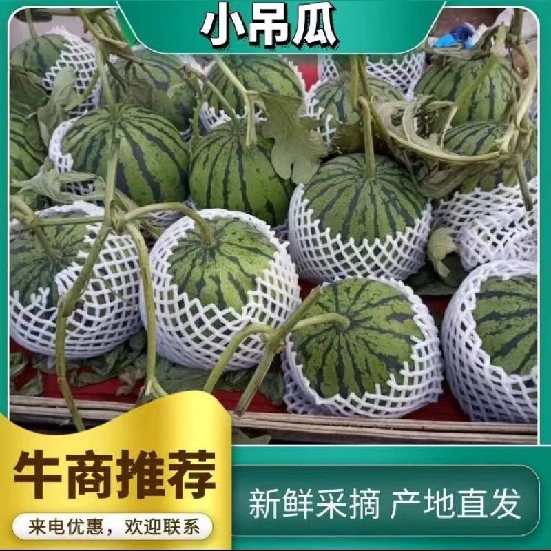 陕西吊兰西瓜/938吊兰西瓜/小糖丸/小吊瓜/全国发货
