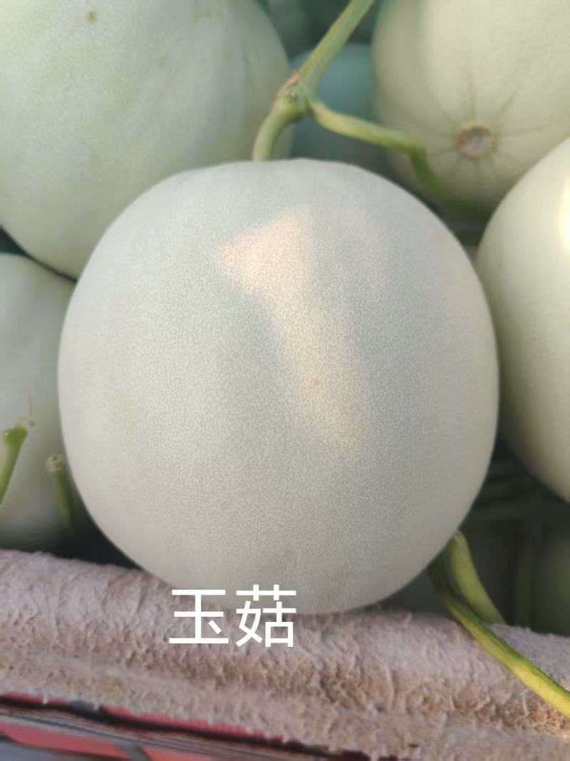 玉菇甜瓜，产地直发，诚信经营，品质保证，服务周到，货源足