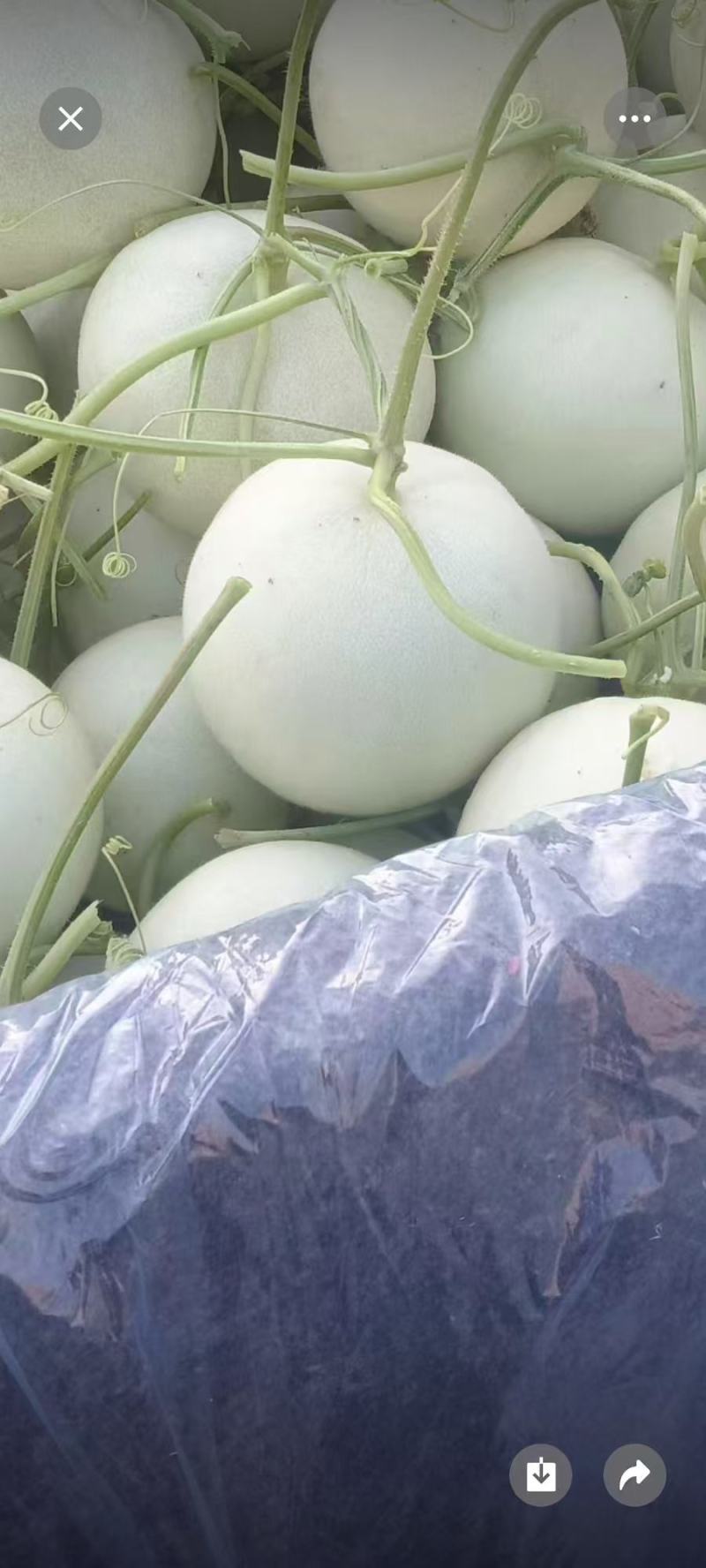 玉菇甜瓜，产地直发，诚信经营，品质保证，服务周到，货源足