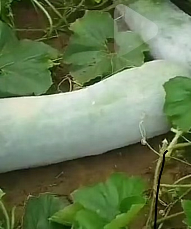 白皮冬瓜，全国发货，品种齐全，大量供应