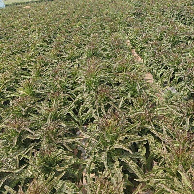 山东红叶莴笋新鲜地头现在砍莴苣